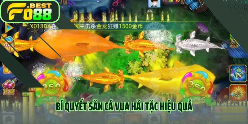 Bí quyết săn cá vua hải tặc hiệu quả