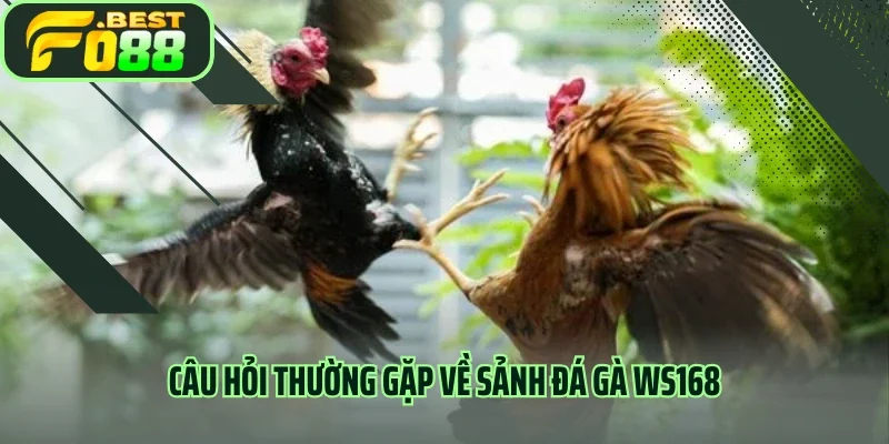 Câu hỏi thường gặp về sảnh đá gà WS168
