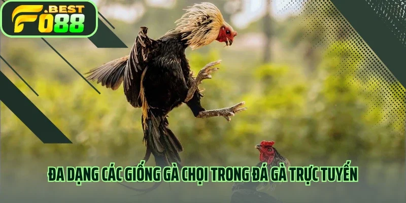 Đa dạng các giống gà chọi trong đá gà trực tuyến