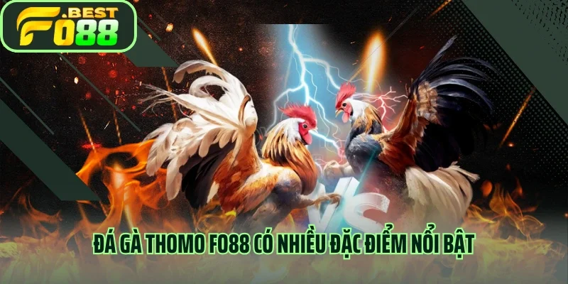Đá gà thomo FO88 có nhiều đặc điểm nổi bật