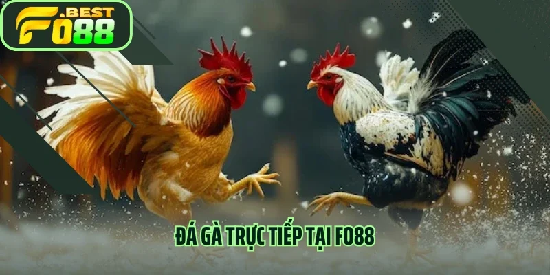 Sự Hấp Dẫn Đến Từ Đá Gà Trực Tiếp Trên Nền Tảng FO88 