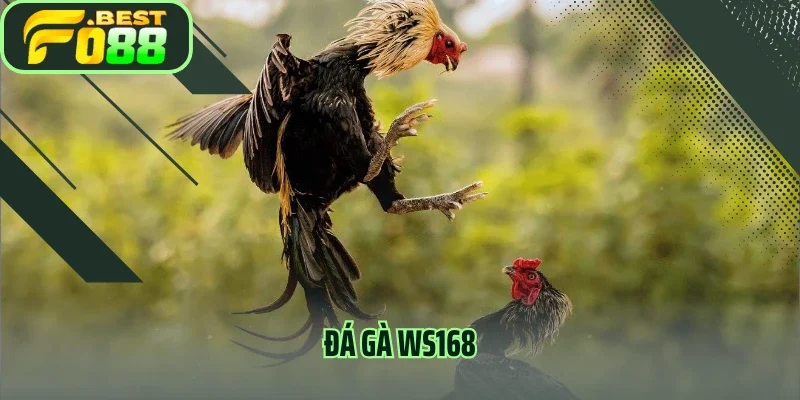 Sảnh Đá Gà WS168 - Những Trải Nghiệm Chuyên Nghiệp Nhất 2025