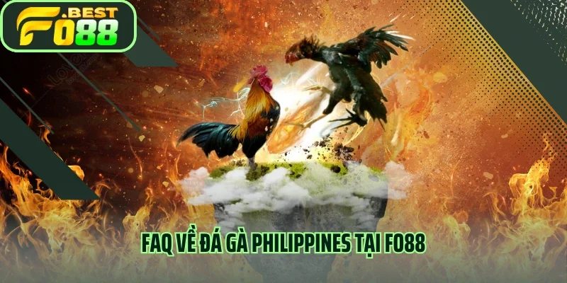 FAQ về đá gà Philippines tại FO88