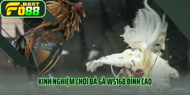 Kinh nghiệm chơi đá gà WS168 đỉnh cao 