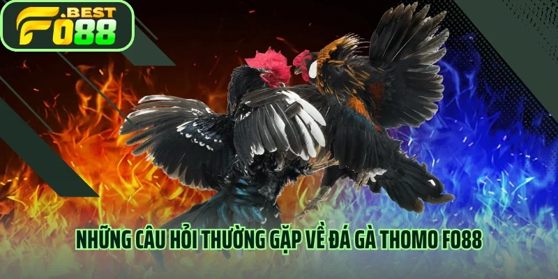 Những câu hỏi thường gặp về đá gà thomo FO88