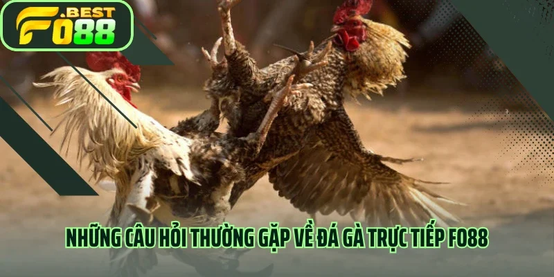 Những câu hỏi thường gặp về đá gà trực tiếp FO88