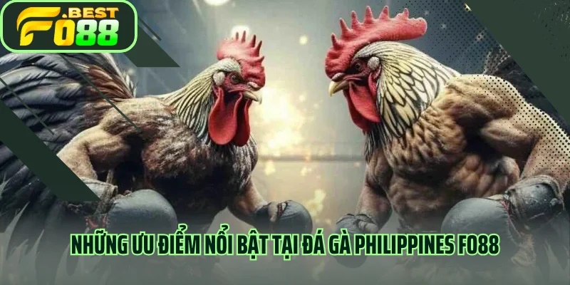 Những ưu điểm nổi bật tại đá gà Philippines FO88