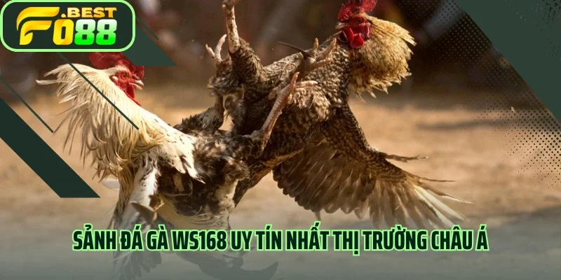 Sảnh đá gà WS168 uy tín nhất thị trường châu Á 