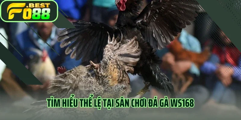 Tìm hiểu thể lệ tại sân chơi đá gà WS168