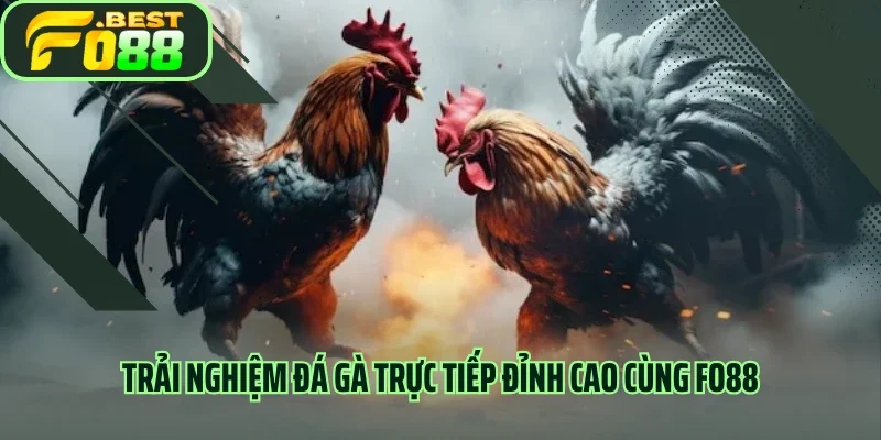 Trải nghiệm đá gà trực tiếp đỉnh cao cùng FO88