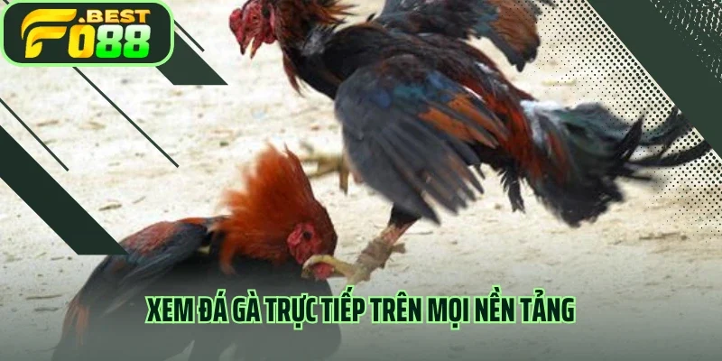Xem đá gà trực tiếp trên mọi nền tảng
